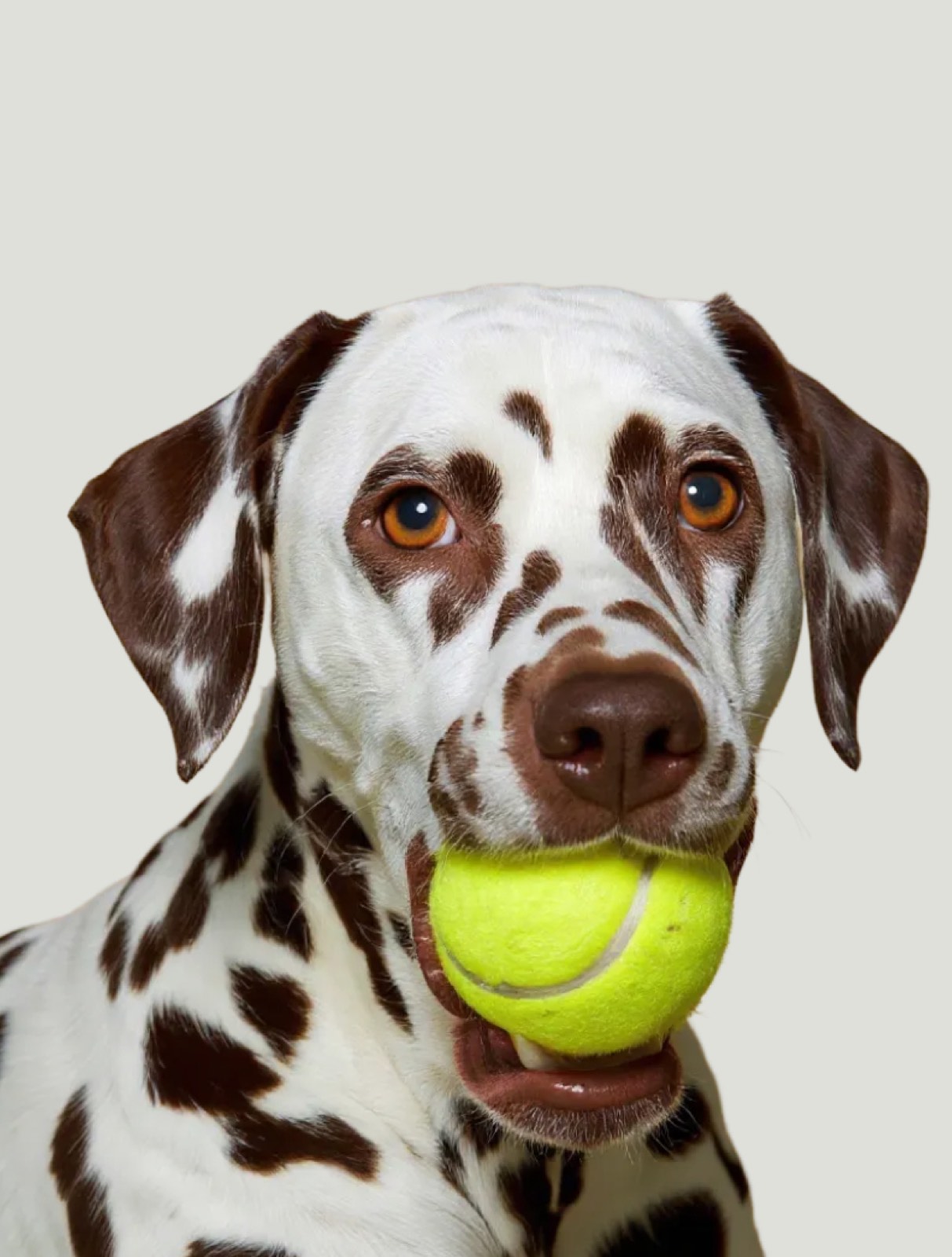 Dalmatian with a tennis ball