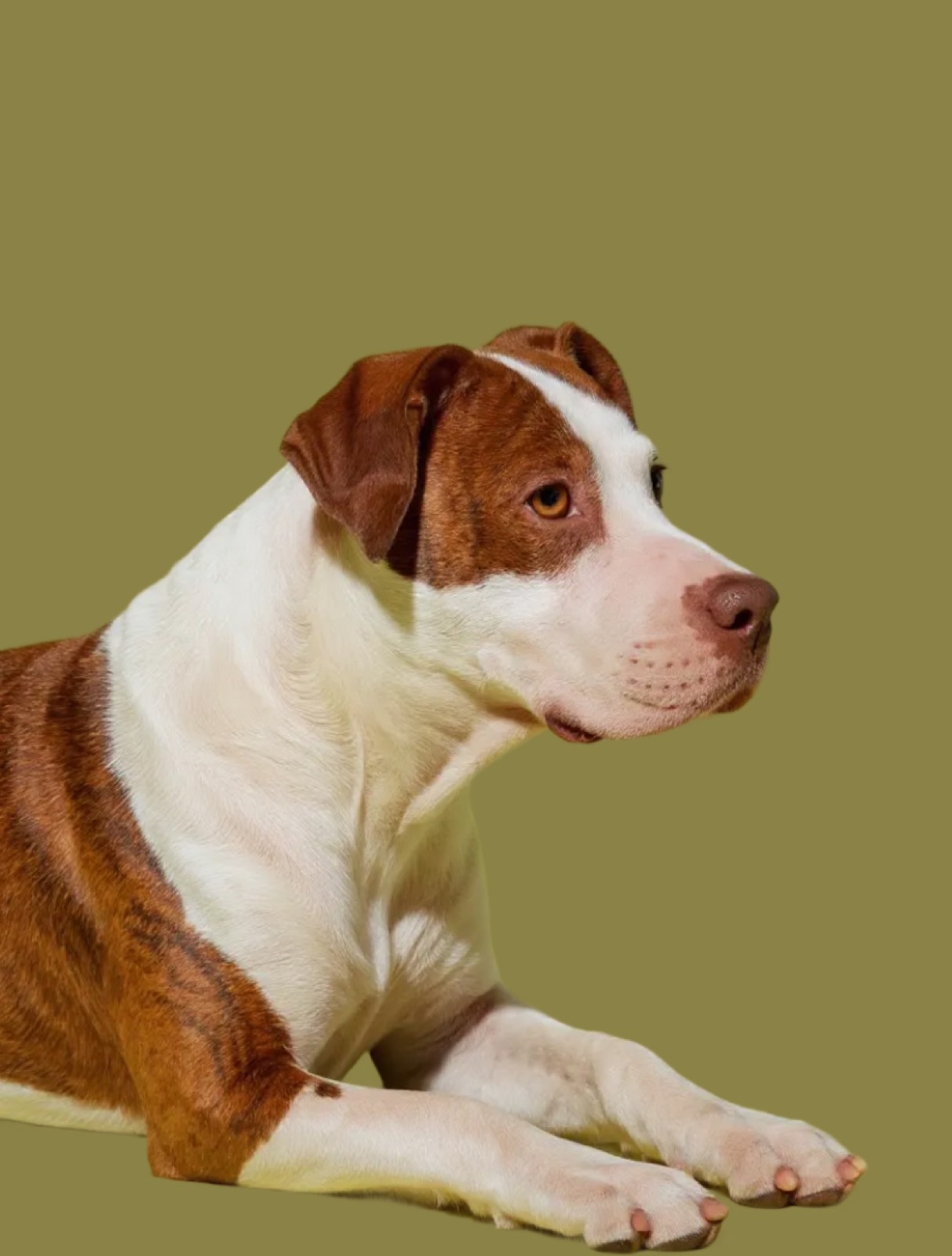 Dog on an olive background