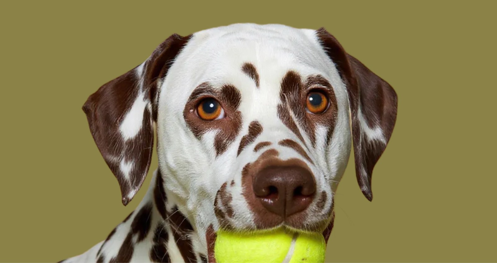 Dalmatian with a tennis ball
